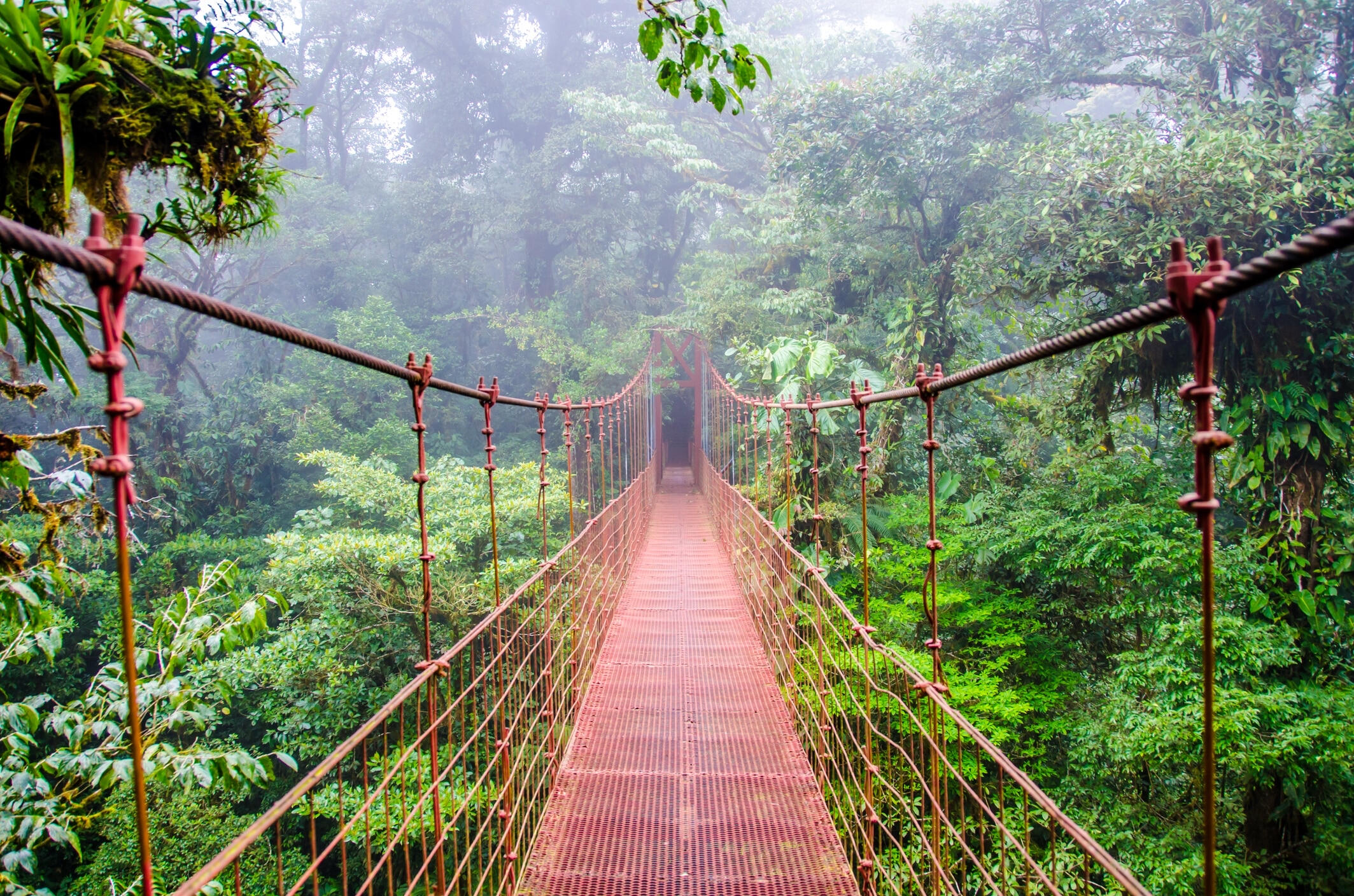 Monteverde National Park Cool mountain climate, ultra-quiet eco-lodges, and panoramic views. One of the best spots for peaceful, nature-based healing. 📍 Northwest Highlands — 3 hours from San José.