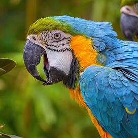 Home to 5% of the World's Biodiversity